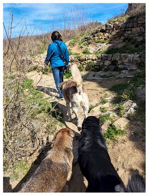 Guide dogs