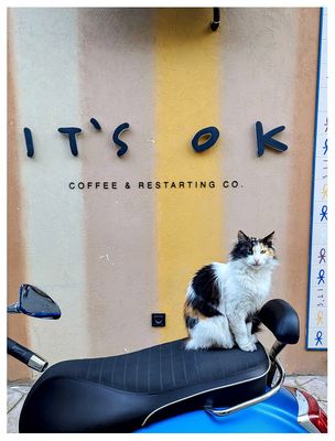 Motorcycle kitty