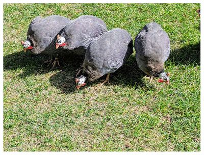 Helmeted guineafowl