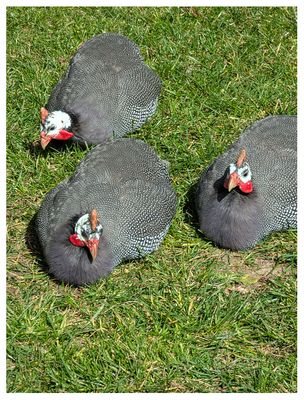 Helmeted guineafowl