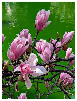 Magnolias