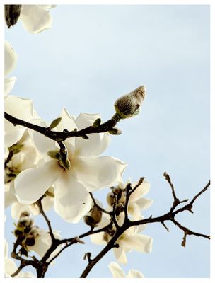 Magnolias