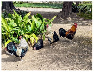 Roosters