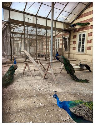 Peacocks