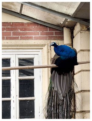 Peacocks