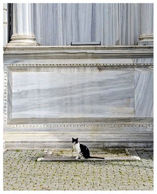 Dolmabahçe Palace cat