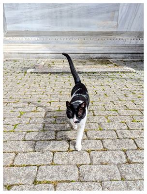 Dolmabahçe Palace cat