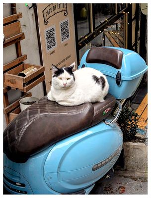 Motorcycle kitty