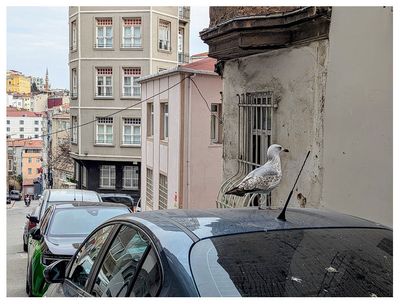 Random seagull