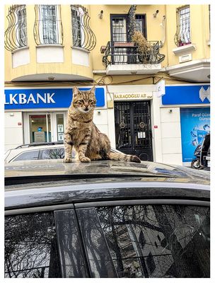 Beyoglu cat