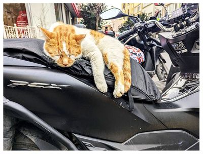 Beyoglu cat