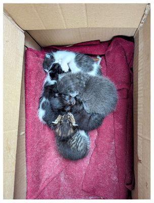 Kittens!