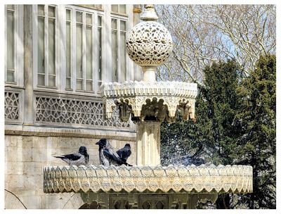 Birds enjoying the fountain