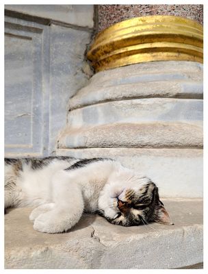 Topkapi cat