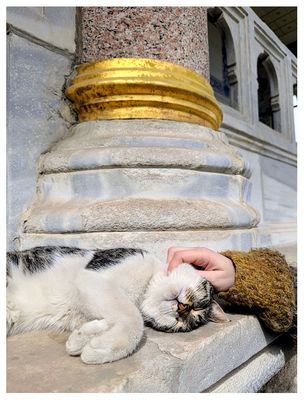 Topkapi cat