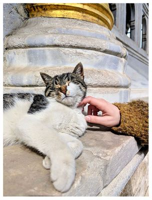 Topkapi cat