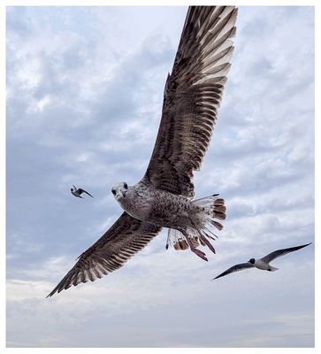 Disappointed seagull looking for bread on the ferry