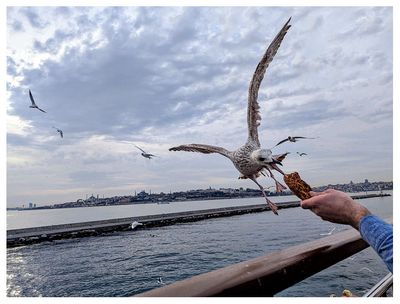 Feeding simit to the seagulls