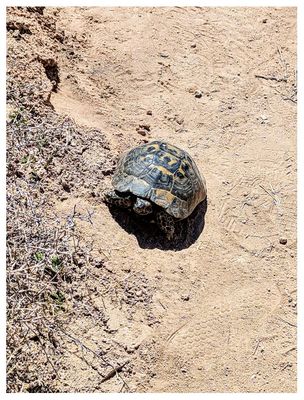 Turtle!