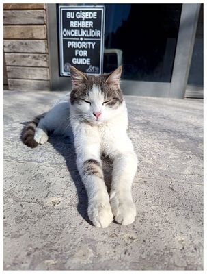 Catnapping