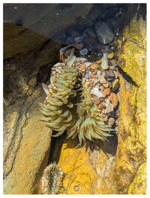 Crystal Cove State Beach