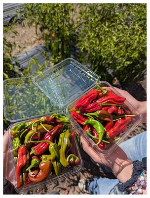 Shishito peppers