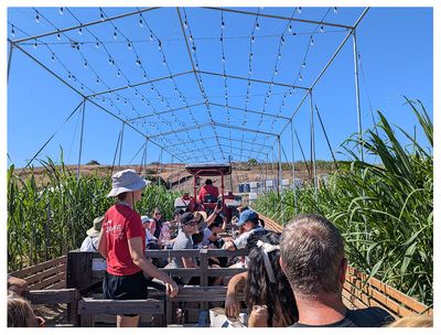 Sugar cane