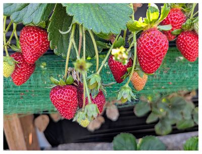 Perfectly ripe!