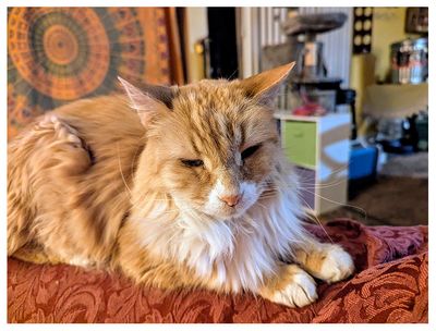 AirBnb kitty