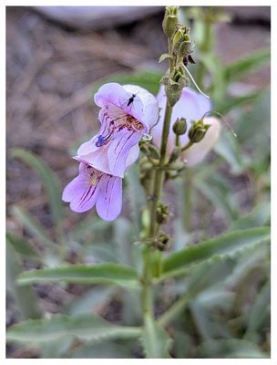 Grinnell's beardtongue (Penstemon grinnellii)