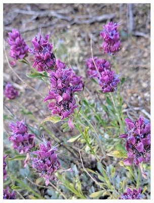 Rose sage