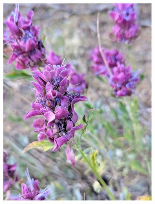 Rose sage