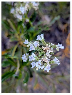 Yerba santa