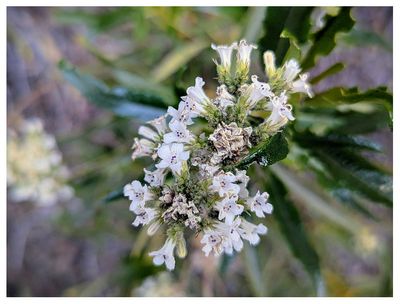 Yerba santa