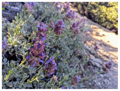 Rose sage