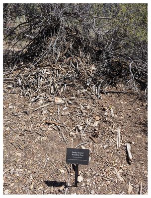 Big Bear Discovery Center - woodrat nest
