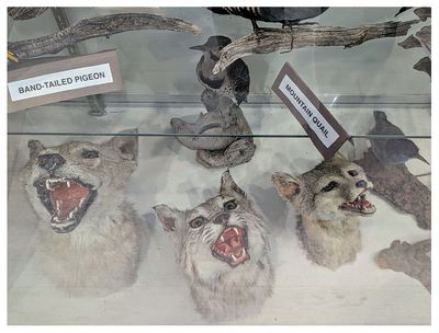 Big Bear Discovery Center - interesting taxidermy