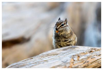 Chipmunk