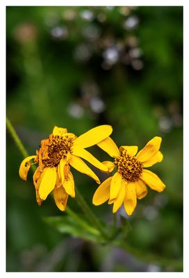 Heart leaved arnica