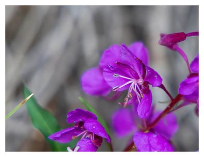 Fireweed