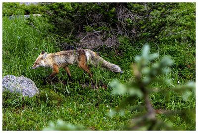 Fox!