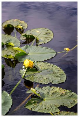 Pond lily