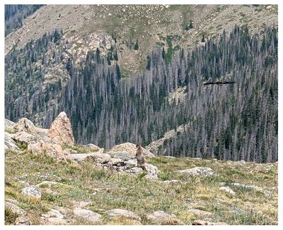 Hawk flyby of a marmot