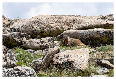 Marmot