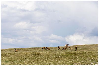 Elk on Trail Ridge Road