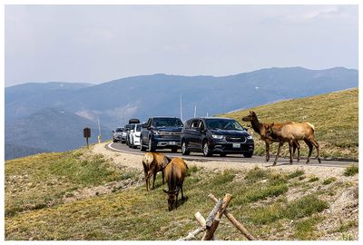 Elk at Gore Range Overlook