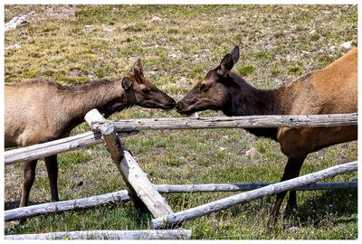 Elk at Gore Range Overlook