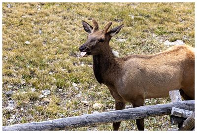 Elk at Gore Range Overlook