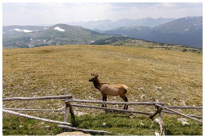 Elk at Gore Range Overlook