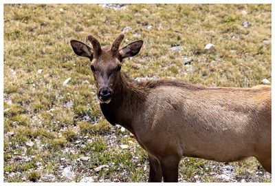 Elk at Gore Range Overlook